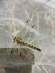 Onychogomphus forcipatus