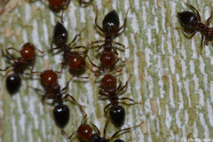 Crematogaster scutellaris