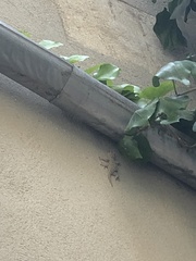 Tarentola mauritanica