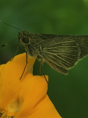 Vehilius stictomenes