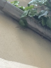 Tarentola mauritanica