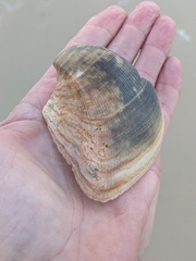 Cucullaea labiata