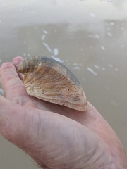 Cucullaea labiata