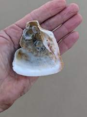 Cucullaea labiata