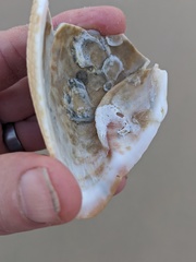 Cucullaea labiata