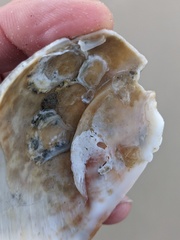 Cucullaea labiata