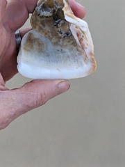Cucullaea labiata