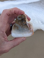 Cucullaea labiata