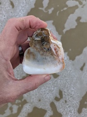 Cucullaea labiata