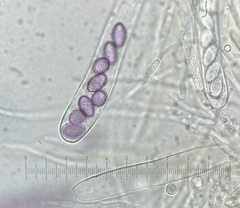 Ascobolus lineolatus