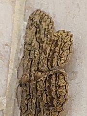 Hypomecis transcissa