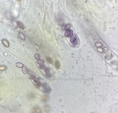 Ascobolus lineolatus