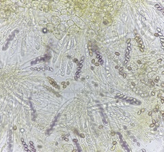 Ascobolus lineolatus