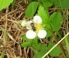 Blera nigra