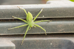 Micrommata virescens