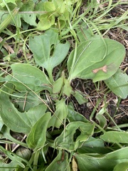 Plantago major