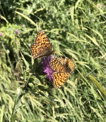 Melitaea phoebe