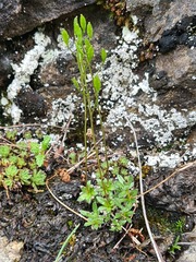 Draba fladnizensis
