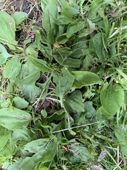 Plantago major