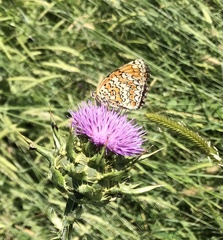 Melitaea phoebe