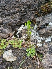 Draba fladnizensis