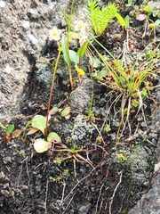 Micranthes tilingiana