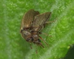 Byturus unicolor