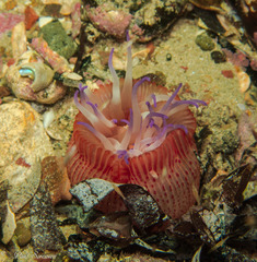 Epiactis australiensis