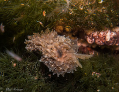 Polybranchia pallens