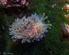 Polybranchia pallens