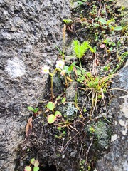 Micranthes tilingiana