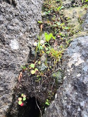 Micranthes tilingiana