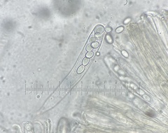 Coprotus