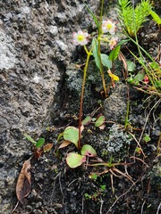 Micranthes tilingiana