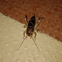 Tarbinskiellus portentosus