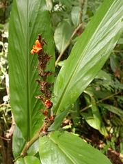 Zingiberaceae