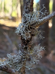 Pseudevernia cladonia