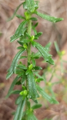 Olearia paucidentata