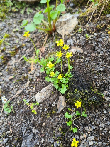 Ranunculus pygmaeus iNat (3)