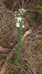Olearia paucidentata