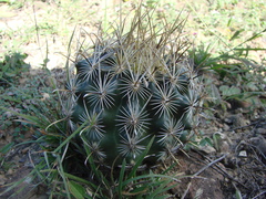 Ancistrocactus scheeri