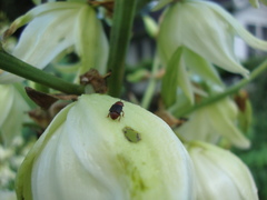 Caplothorax melanopterus