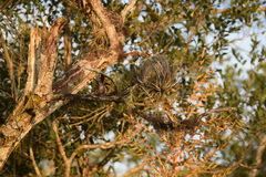 Tillandsia stricta