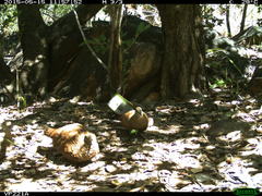 Petrophassa albipennis