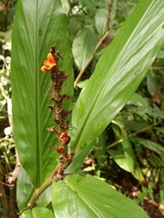 Zingiberaceae