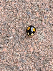 Harmonia axyridis