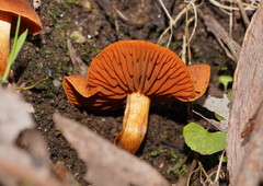 Cortinarius kula
