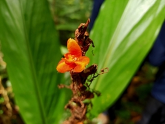 Zingiberaceae