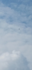 Circaetus gallicus