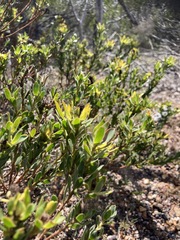 Leucadendron stelligerum